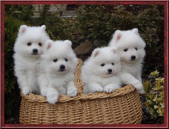 4 chiots spitz japonais à donner contre bons soins