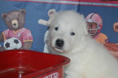 Chiots type Beauceron disponible