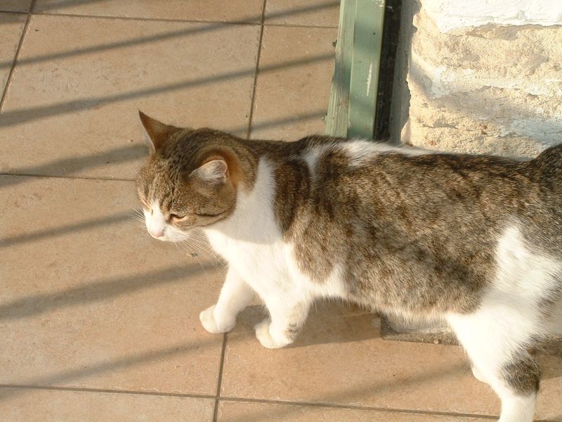 Donne chatons et chats adultes