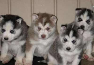 Disponibles dès maintenant 4 magnifiques chiots husky sibérien