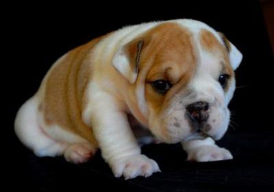 Chiot bouledogue francais et perroquets à donner.