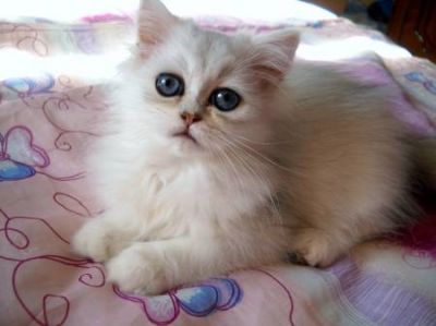 Persan mâle chinchilla silver