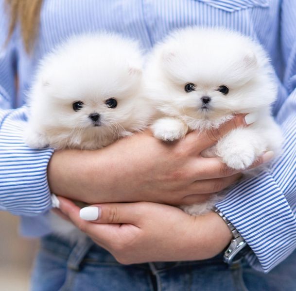 Pomeranian puppy for sale