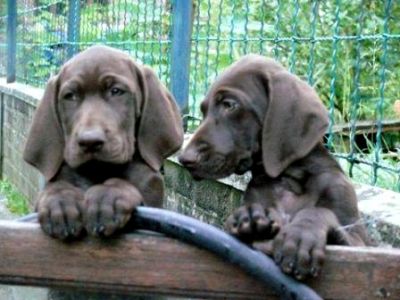 Chiots braques Allemand à réserver