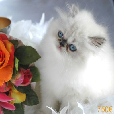 Superbes Chatons Persan LOOF