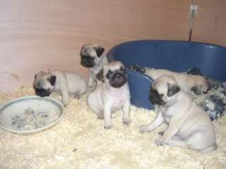 5 chiots carlins (pug) à donner