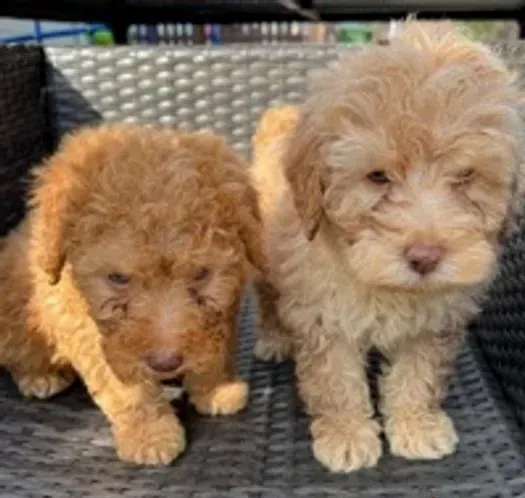Poodle puppies available