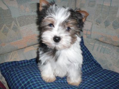 reinrassige Biewer Yorkshire Terrier a la pom pon