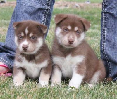 husky de siberie à donner