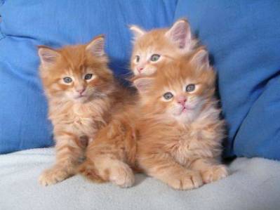 2 magnifiques chatons de race Maine Coon.