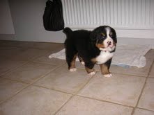 chiot femelle bouvier bernois lof 