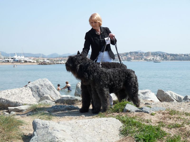 Bouviers des flandres