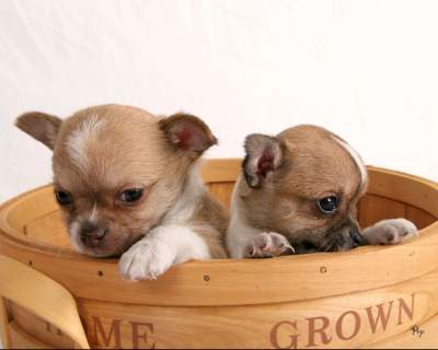 don urgent de couple de chihuahua