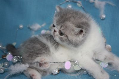 magnifique chaton exotic shorthair