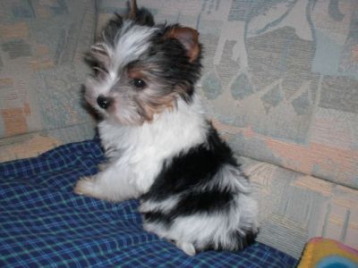 reinrassige Biewer Yorkshire Terrier a la pom pon