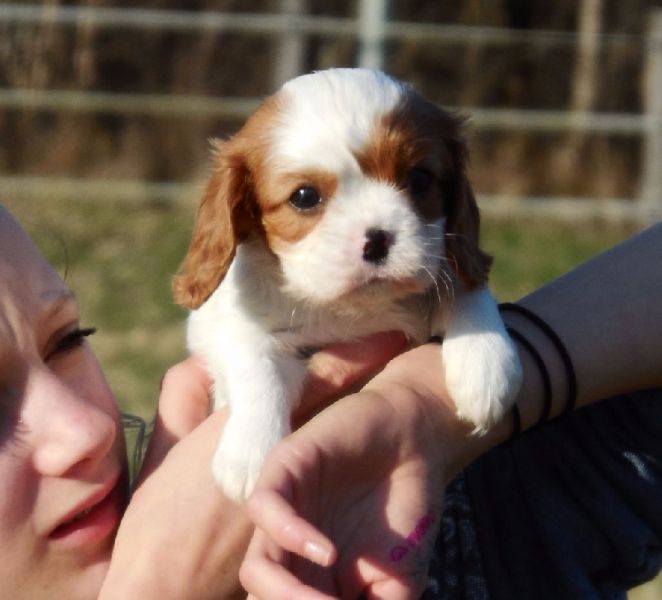 Chiots femelle type cavalier king charles à donner