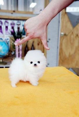 donne chiot pomeranien de très petite taille