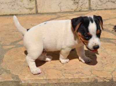  chiots jack russell a donner