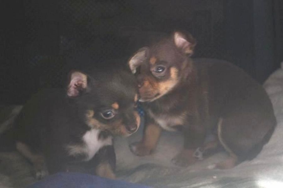 2 magnifiques chiots chihuahua à donner