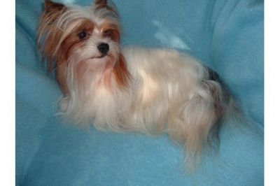 Biewer Yorkshire Terrier Deckrüde