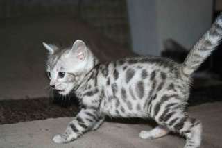 Donne chaton tigré bengal urgemment