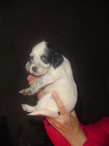 Vends 7 chiots Setter Anglais LOF nés le 29 septembre 2011