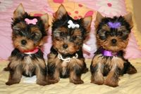 Chiots type yorkshire terrier  loof