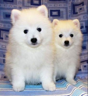 4 chiots spitz japonais à donner contre bons soins