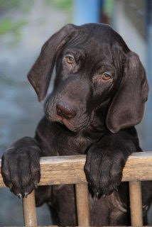 Chiots braque Allemand à réserver
