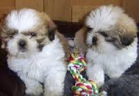 A donner 2 Chiots de types shih tzu male et femelle non lof