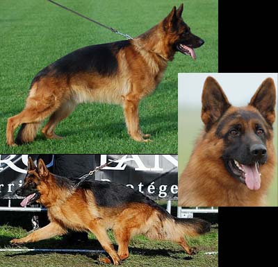 chiots lof berger allemand