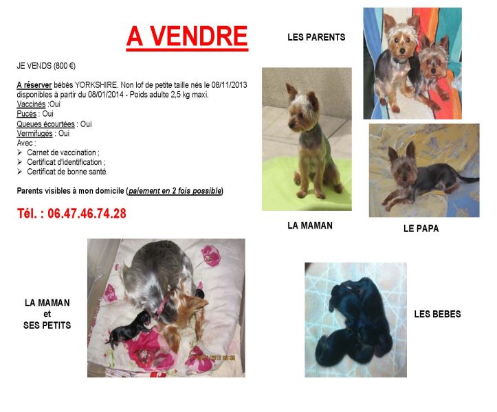 A vendre bb yorkshire