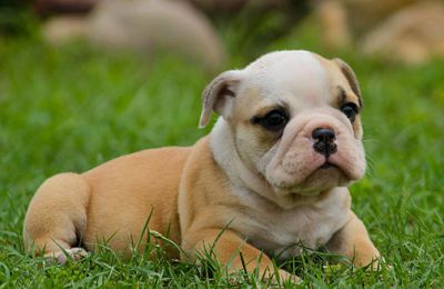 2 Bulldog anglais pour saillie