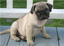 bb chiot carlin le25 01 2011 pour adoption portée de deux un mâle tatoué2gwc721 vacciné une femelle