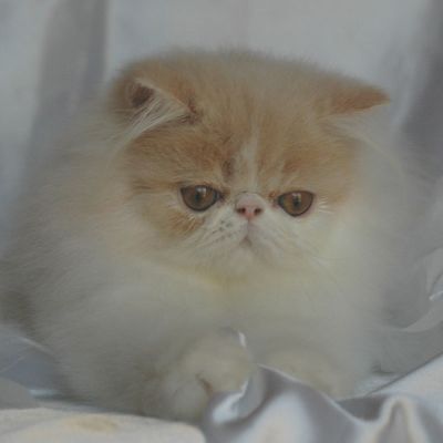 VDS chatons persan loof