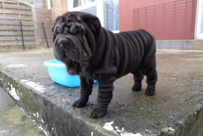 Chiot sharpei noir  cherche une nouvelle famille d'accueil