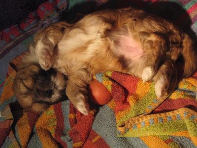 7 bébés lhassa apso disponibles DE SUITE (mai 2011)