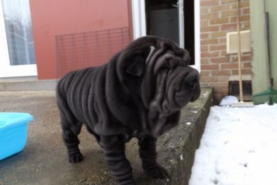 Chiot sharpei noir  cherche une nouvelle famille d'accueil