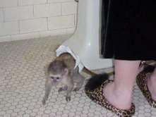 Magnifiques bébé singe capucin en adoption