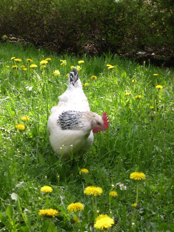 Coqs et oeufs de race bourbonnais (pure race française)