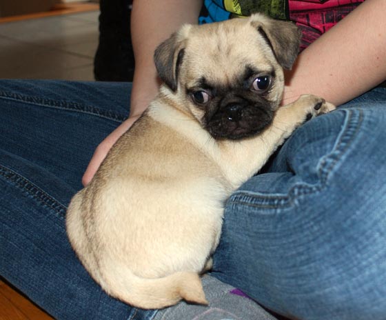 Chiot de race carlin male et femelle disponible