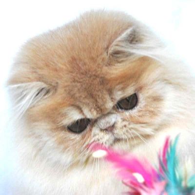 PERSAN HIMALAYAN & PARTICOLORE.