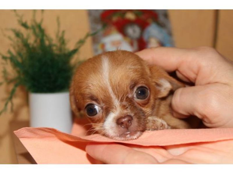 Adorable miniature femelle type chihuahua