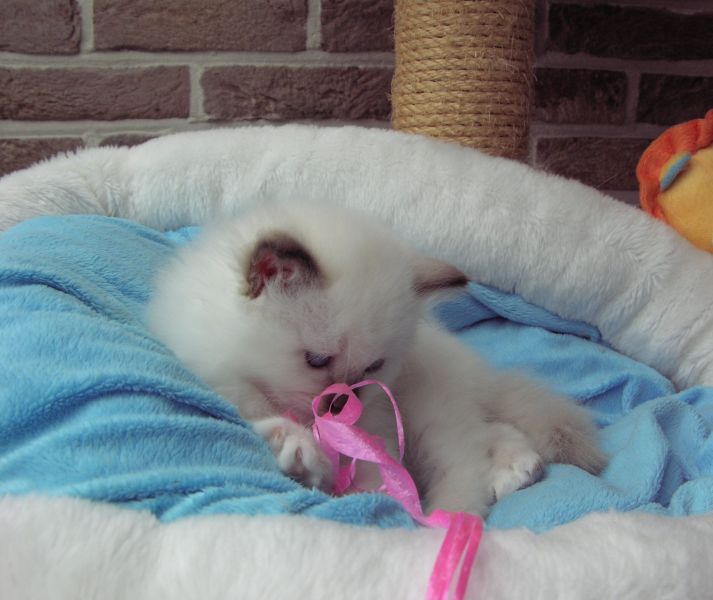 Chaton Sacré de Birmanie