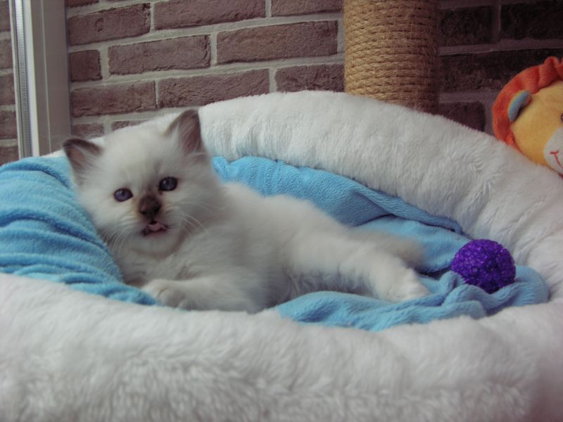 Chaton Sacré de Birmanie