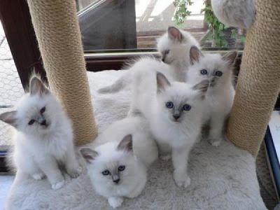 porté de chatons sacré de Birmanie Loof pour adoption