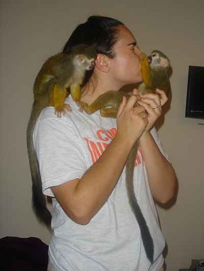 2 singes capucin à donner