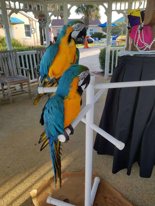 Beautiful and Talking Blue and Gold Macaw For Sale