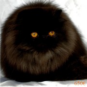 Magnifiques BB Persan.loof***.