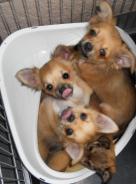 Chihuahua poils long LOF